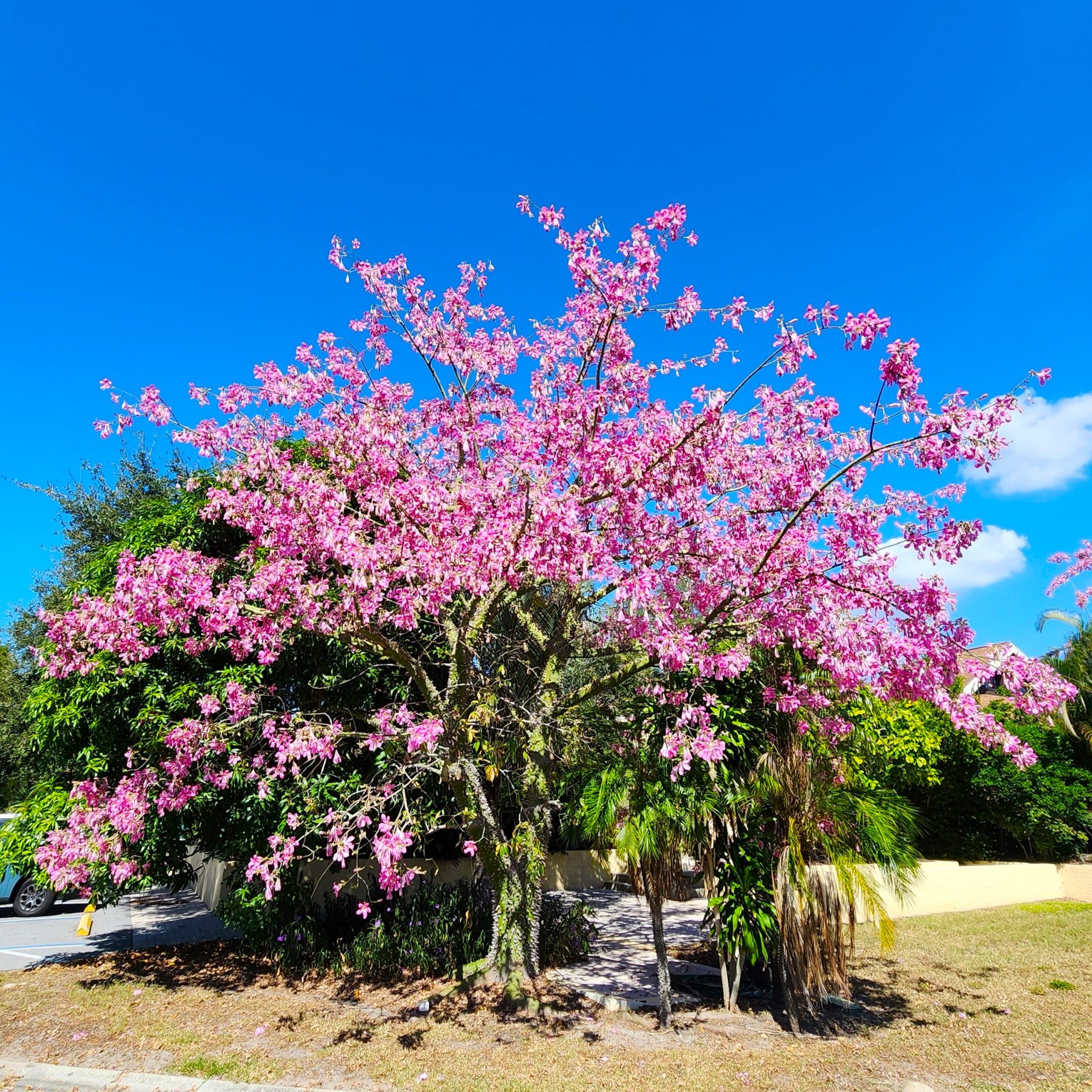 Plants at Their Peak The Silk Floss Tree UF/IFAS Extension Sarasota
