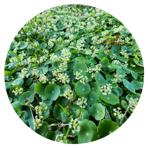 Manyflower Pennywort