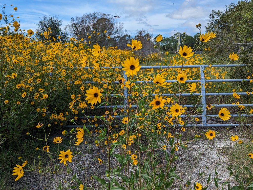 Plants At Their Peak Swamp Sunflower Ufifas Extension Sarasota County 1597