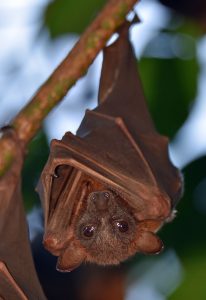A close up photo of a flying fox bat with large, dark brown eyes, with its wings wrapped as it hangs from a tree.