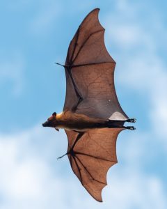 A close up photo from beneath of a bat flying overhead. The light shines through the bat's wings, showing its arm, hand, and elongated finger bones clearly.