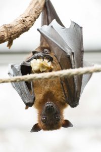 A large, fox-like bat with brown fur and large black wings hangs upside down from a tree branch, with fruit in its claw.