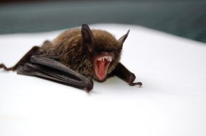 A close up photo of a bat on a white surface. The bat's mouth is wide open, with its tiny sharp teeth and pink tongue showing.