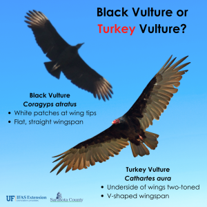a graphic describing how to distinguish between turkey vultures and black vultures while they are flying. Black VultureCoragyps atratus White patches at wing tips Flat, straight wingspan, Turkey Vulture Cathartes aura Underside of wings two-toned V-shaped wingspan.