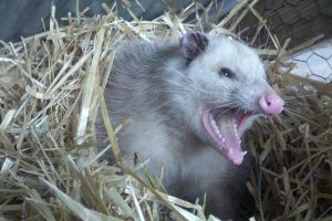 An opossum sits nestled in hay, with its mouth wide open, bearing its sharp teeth.
