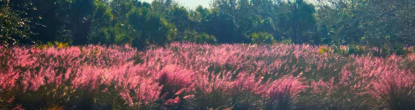 A meadow of Muhly at Shamrock Park in South Venice. Not pictured here, are several gopher tortoise burrows scattered throughout the muhly grass. Bunch grasses provide valuable shelter for wildlife. 