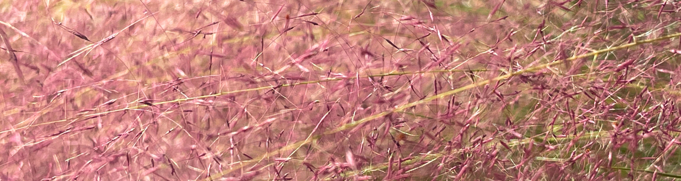 Up close view of the muhly grass inflorescence (flowers) that provide fall color.
