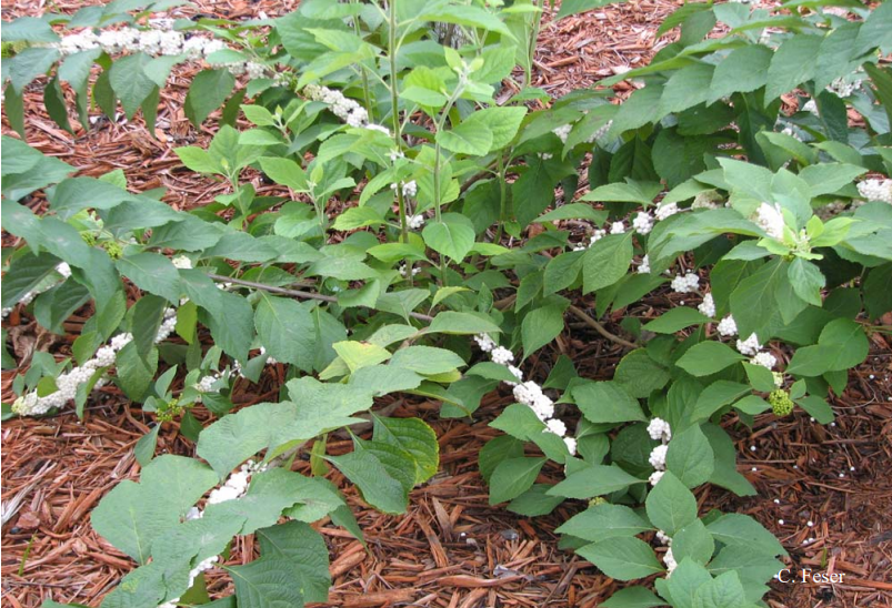 beautyberry (white cultivar) in the landscape. 