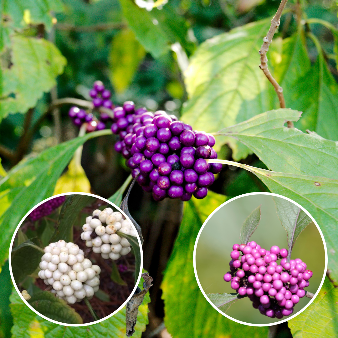 The common deep purple beautyberry next to pink and white wild variants that can be found, occasionally, at native plant nurseries.