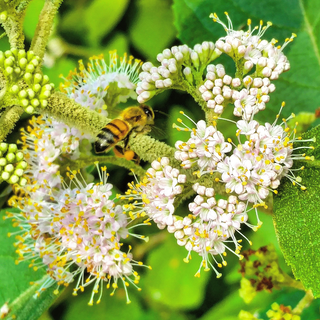 Nonnative Honey Bee utilizing beautyberry for forage.