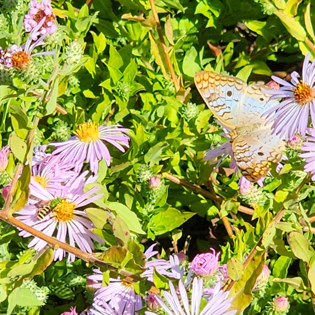 Native pollinators on Climbing Aster at Twin Lakes Park. In this case a Metallic Green Sweat Bee and White Peacock Butterfly.