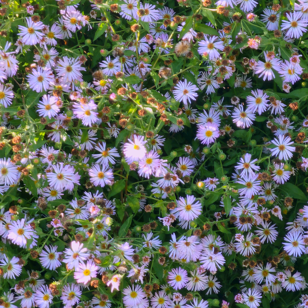 Blooms of Climbing Aster