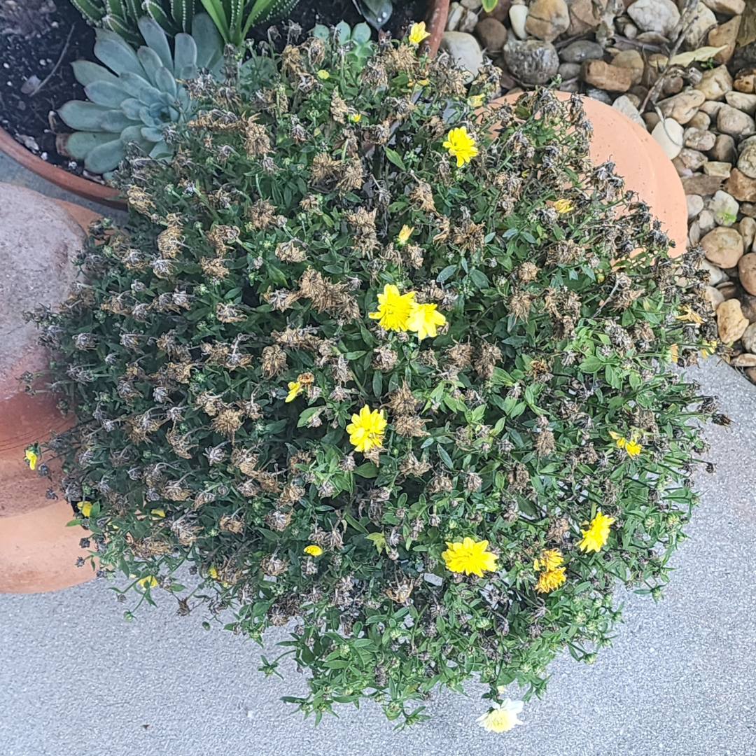 A spent Mums I spotted. It didn't even last to Thanksgiving!