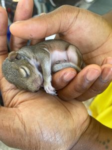 Two hands hold a young baby squirrel with its eyes still closed.