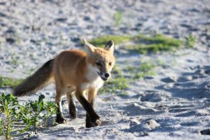 A small red fox trots along the beach in the sand.
