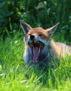 A red fox in a field opens its mouth wide and shows its teeth.