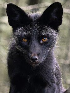 A fox with unusual, all black fur tipped with white stares into the camera.