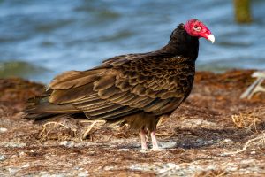 A large, dark brown and black feathered bird with a bright, red, bald head stands on the ground, looking at the camera.