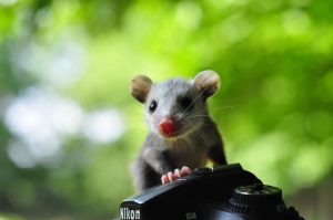 A small baby opossum peers over atop a Nikon camera