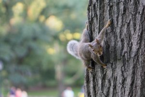 An Eastern gray squirrel clings to a tree with its sharp claws and arms and legs spread wide like a starfish.