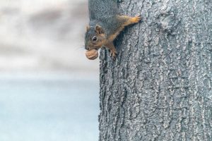 An eastern gray squirrel clings vertically to a tree, with a nut in its mouth.