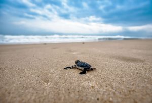 a sea turtle hatchling crawls across an empty beach toward the sea during daytime. [credit: pixabay.com, Kanenori]