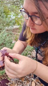 Jackie inspecting a plant for insects