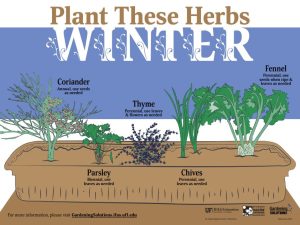 infographic titled 'plant these herbs in winter' showing drawn image of herbs: coriander, parsley, thyme, chives, and fennel. This is relevant for Florida gardening