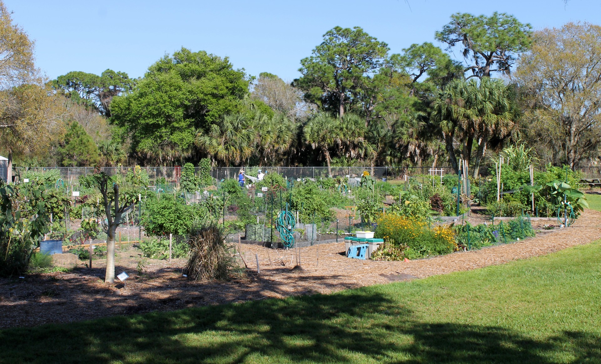 photo of the culverhouse community garden showing path, tree shadow, and the outer ring of the vegetable garden plots