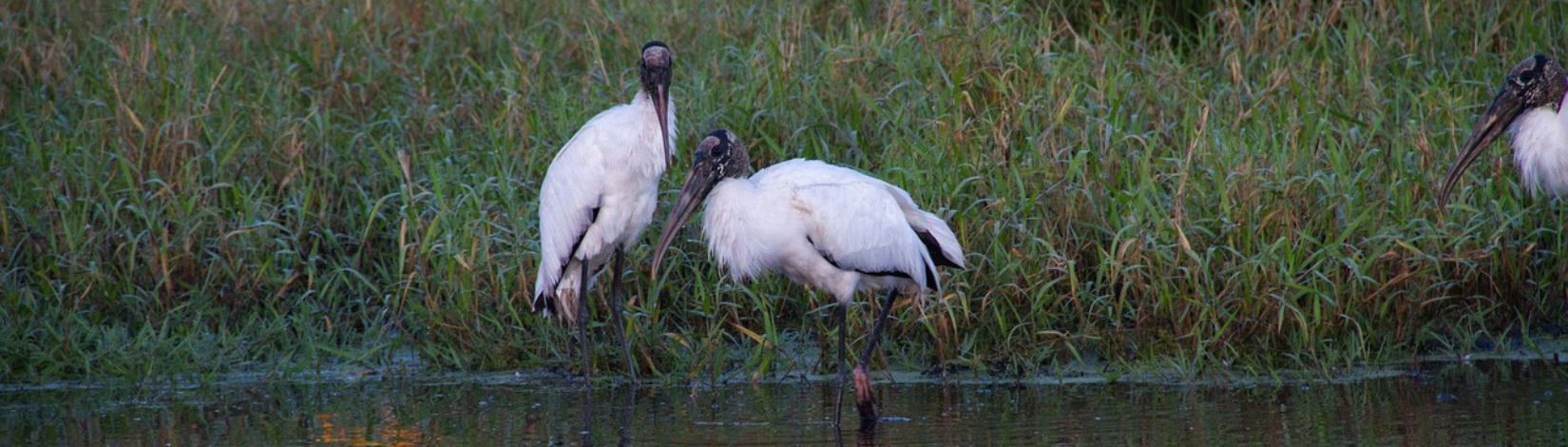 An image of three wood storks in the water and along the water's edge in front of a dark green, grassy background. It is evening time, and the sun sets over the water.