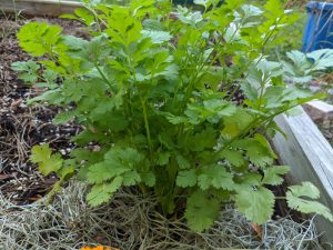 Cilantro (not rosemary) growing in raised bed with leaves ready to harvest.