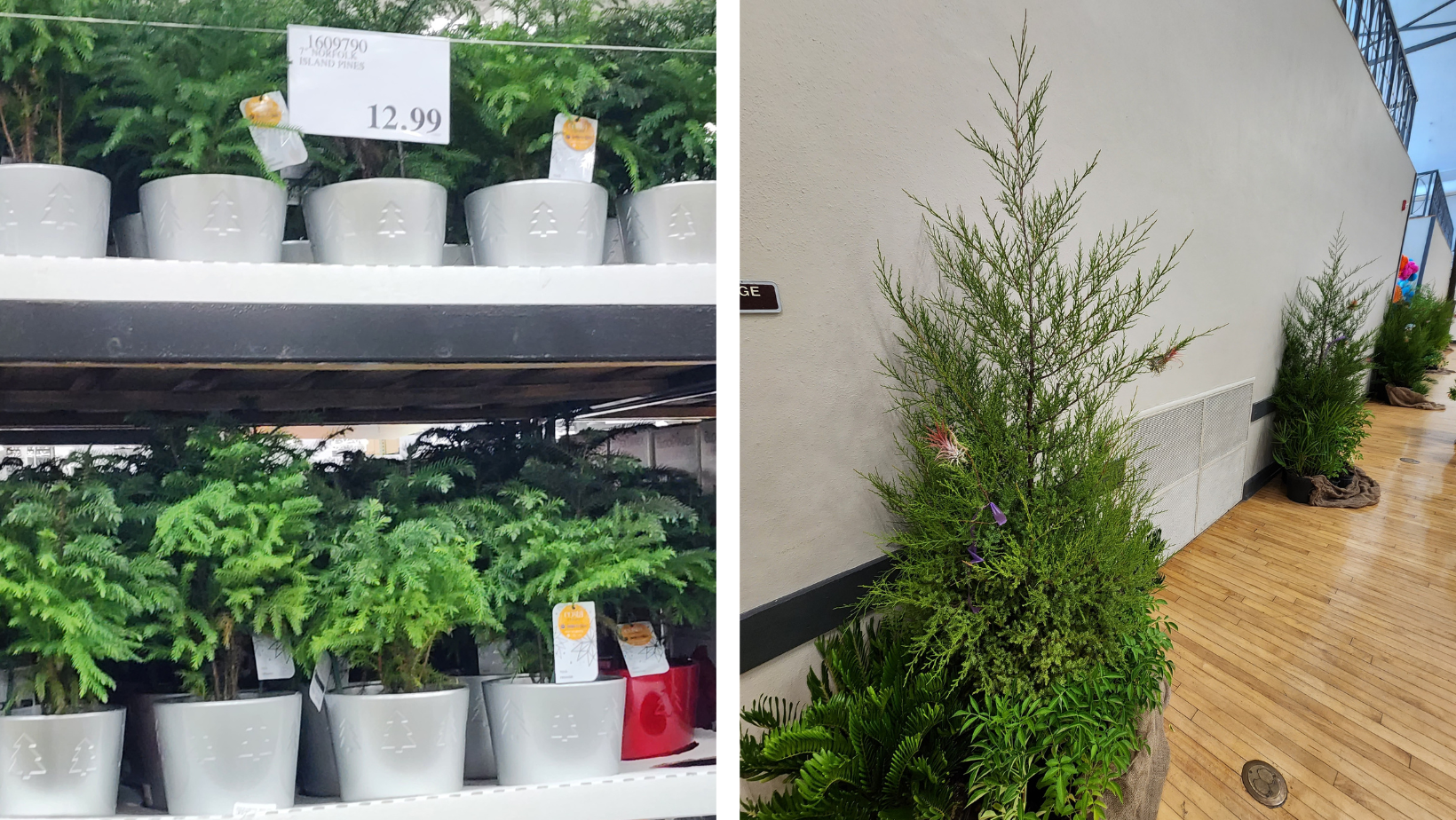 'Norfolk Island' Pines being sold locally compared to tastefully decorated Red Cedars at the 2023 Green Living Expo