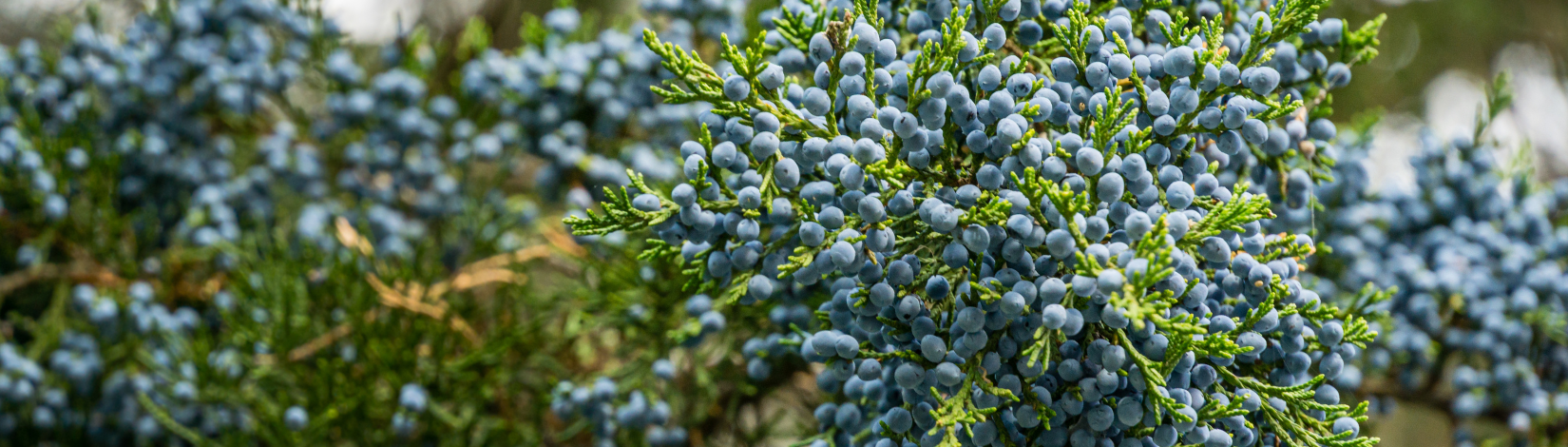 Plants at Their Peak Red Cedar the Superior Holiday Evergreen