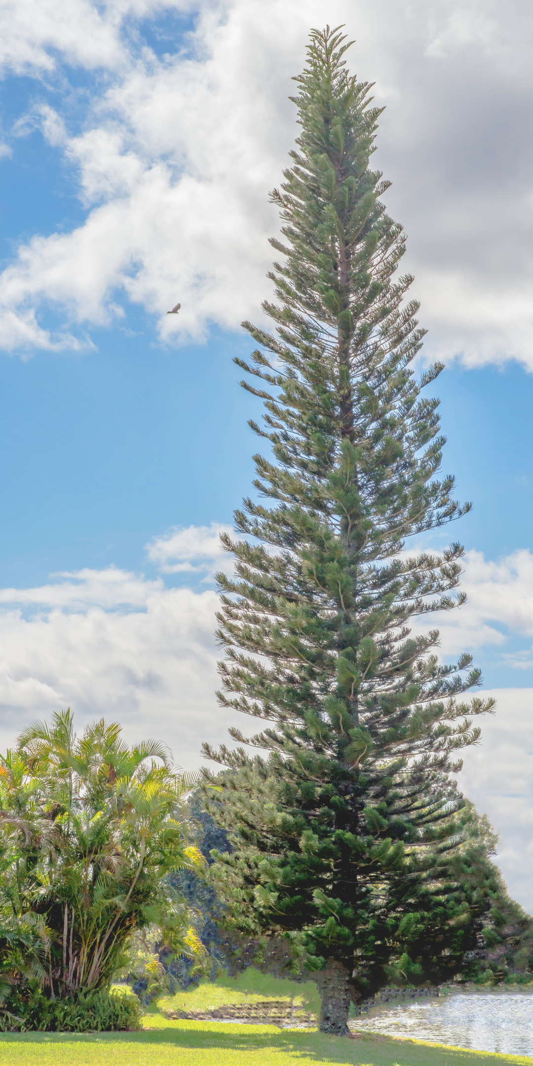 A Cook Island Pine in a Florida Landscape. 
