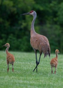 A very tall wading bird with long black legs, tannish red feathers, and a red head walks next to its young, fluffy, reddish-golden chicks.