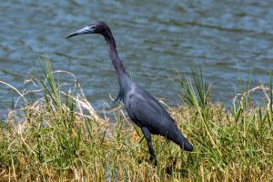 A small wading bird with long legs and beautiful, chalky slate-blue feathers and a violet colored head and neck looks over the water.