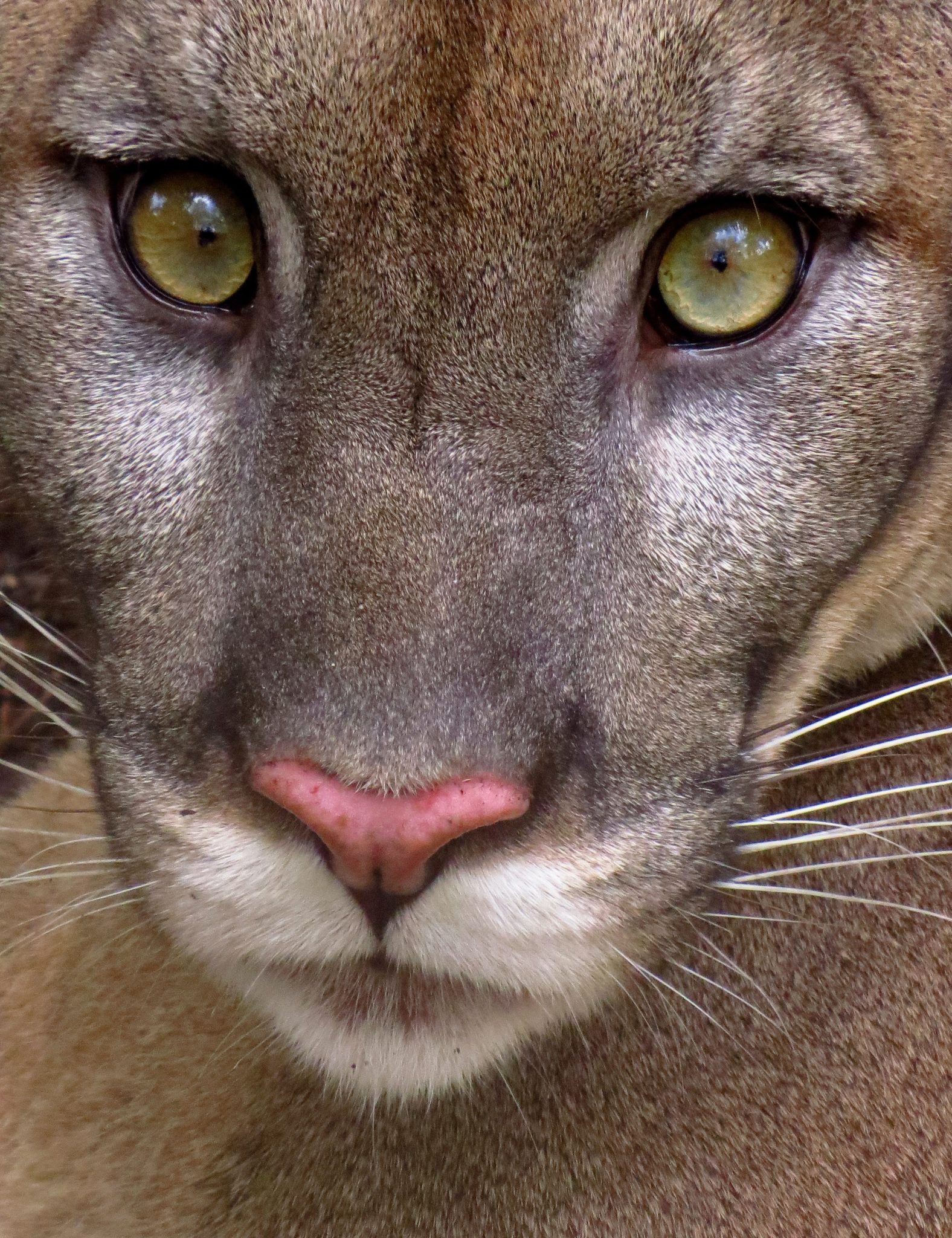 Under Threat: The Florida Panther - UF/IFAS Extension Sarasota County
