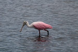 A bright, baby-pink and hot-pink bird with long legs walks through water, with its long, spoon shaped beak right above the water.