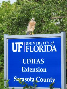 red-shouldered hawk perching on blue UF?IFAS Extension Sarasota County sign surrounded by trees