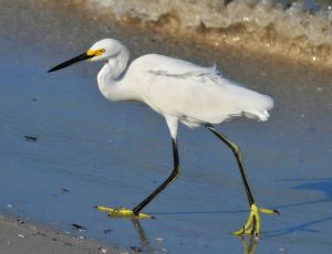 photo of white egret, bird with white feathers, black bill and legs, and yellow feet, walking in shallow water along a dirt shore