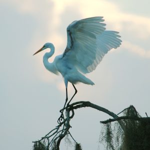 large white Great Egret on branch with wings raised about to take flight.