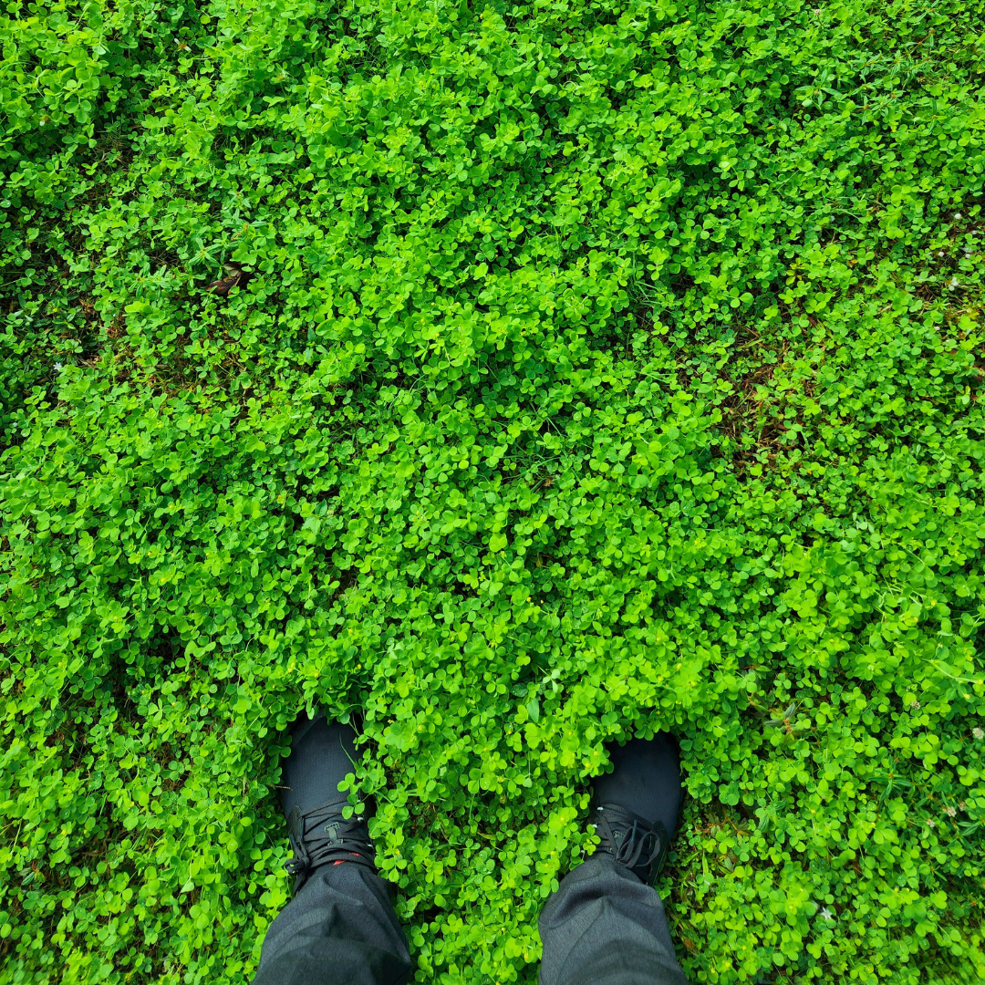 Lush Patch of Hop Clover at Twin Lakes Park.