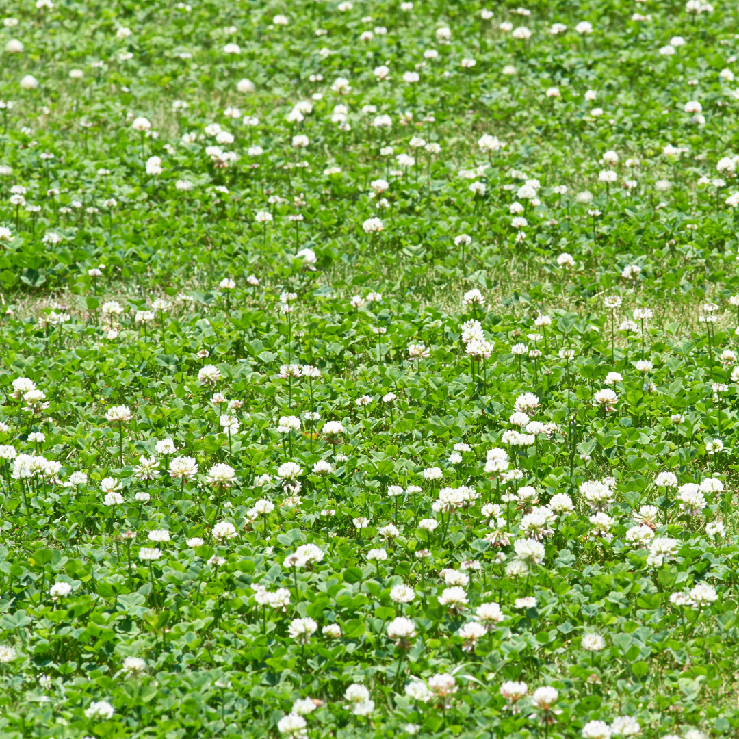 Field of White Clover
