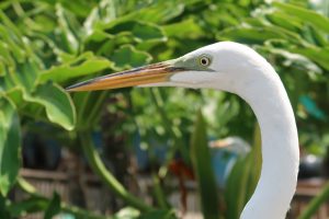 photo of head and neck of Great Egret in front of green vegetation, white feathers with a yellow beak and green skin aounnd the eye