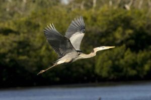 grey and white heron in flight over water with trees behind