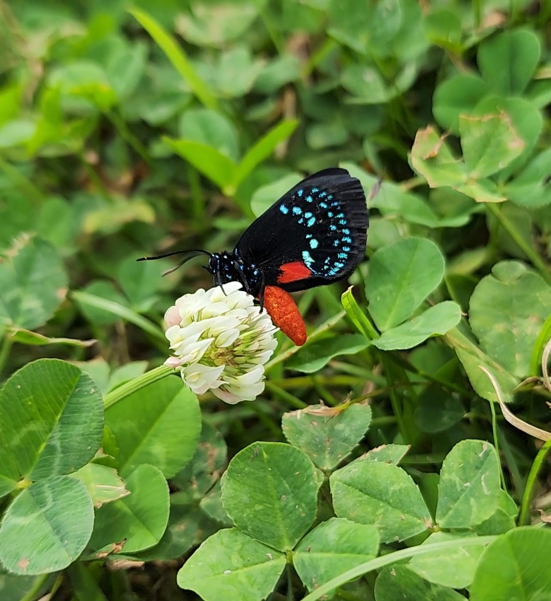 Atala Butterfly on White Clover