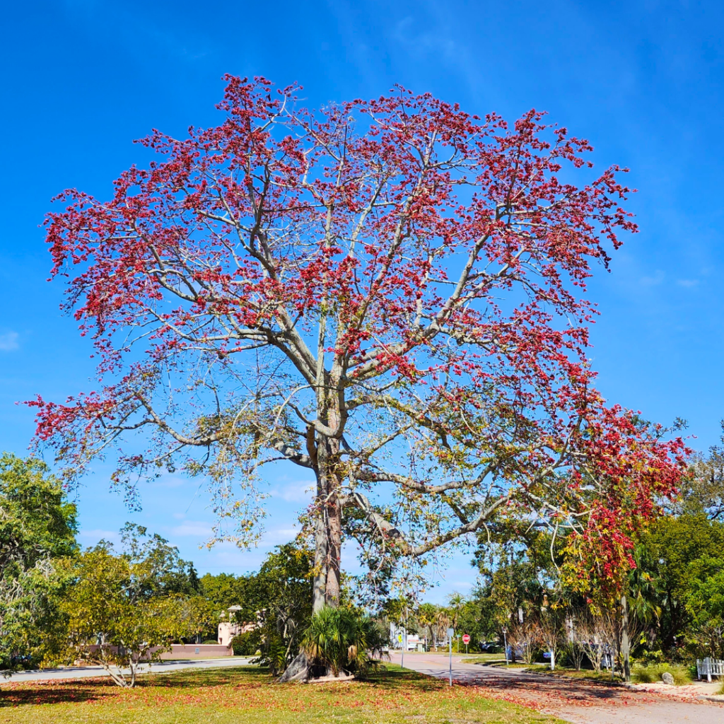 Large Red Kapok near Sarasota's Ringling Museum