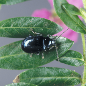 Shiny metallic blue flea beetle of genus Altica
