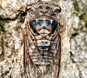 Davis' Southeastern Dog-Day Cicada, Neotibicen davisi