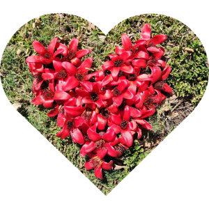 Red Kapok flowers on lawn, arranged in a heart shape.